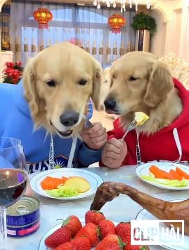 1001 clips Funny and muddy moments P35