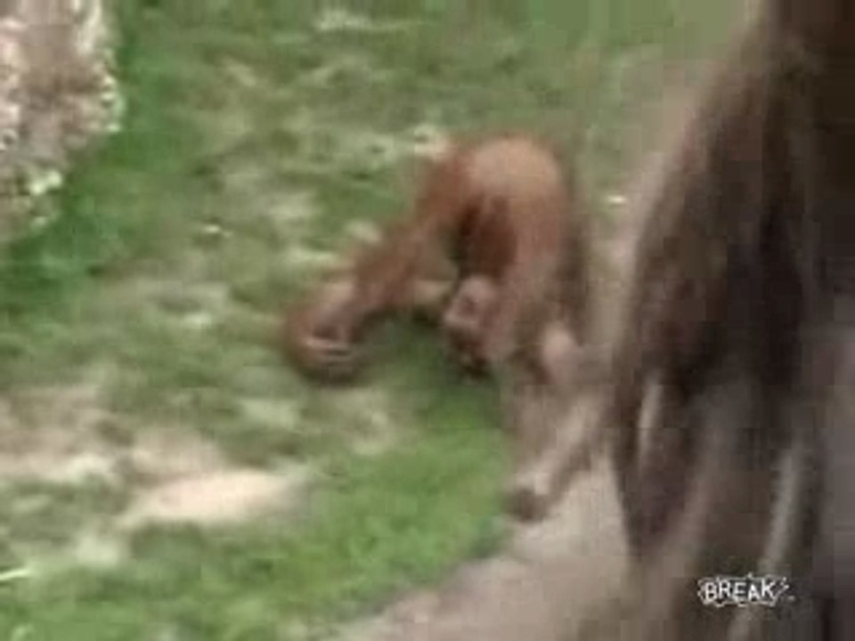 Monkey Needs A Drink