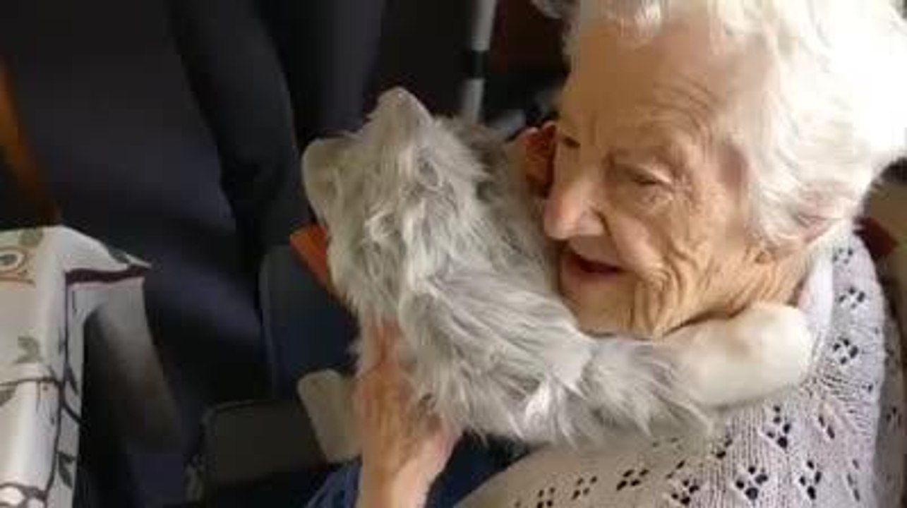 Meet Phyllis, the robotic cat