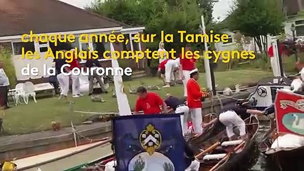 Royaume-Uni : les Anglais couvent les cygnes de la reine Elizabeth II
