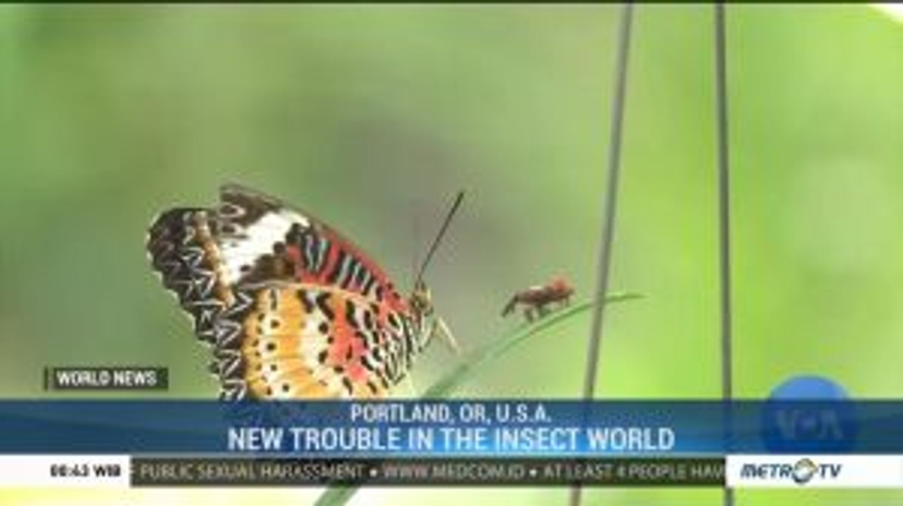 New Trouble In The Insect World