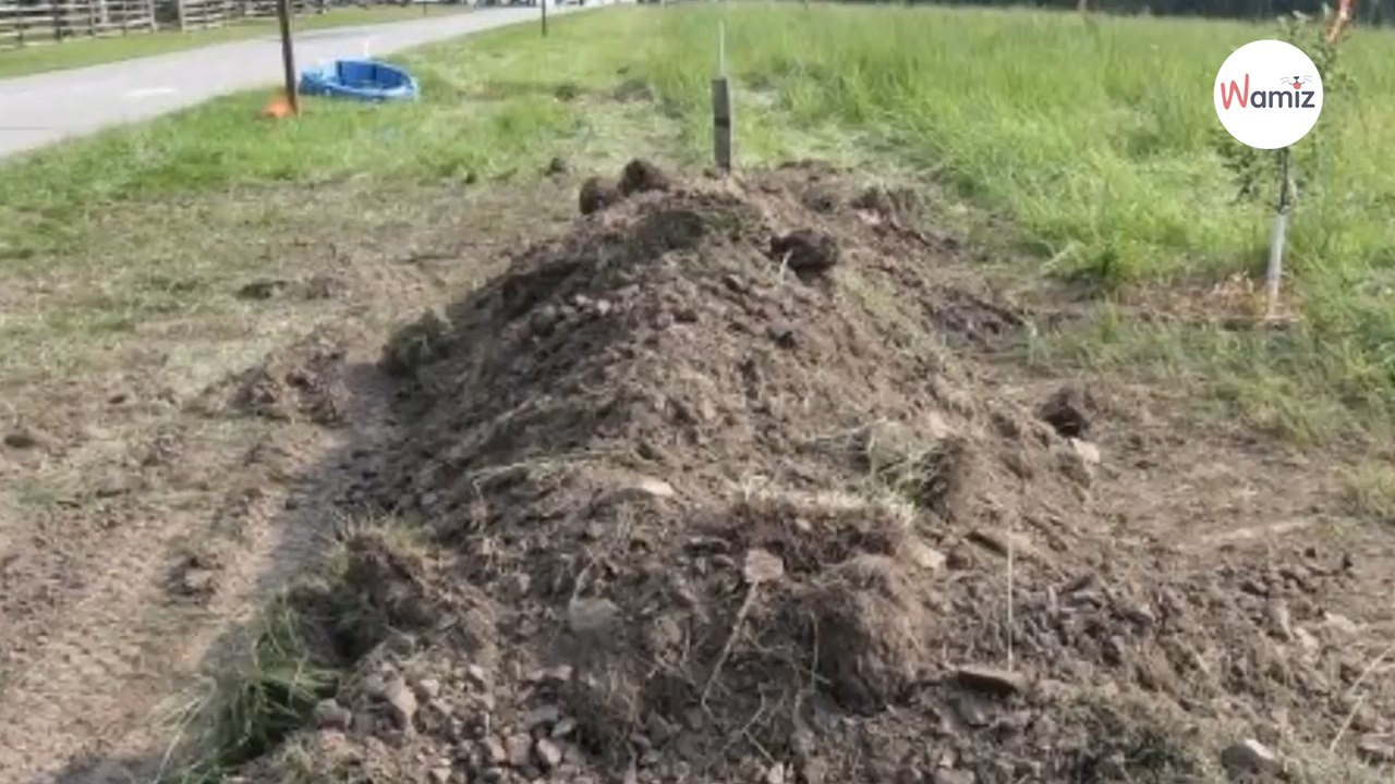 Les policiers entendent des cris, réalisent qu’ils viennent de sous la terre : ils creusent et l’horreur débute
