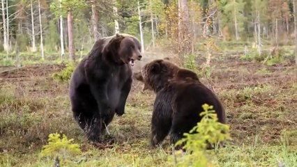 Thế giới động vật và những trận đại chiến đáng xem #03