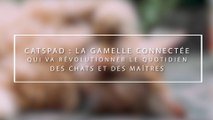 Catspad : la gamelle connectée qui va révolutionner le quotidien des chats et des maîtres