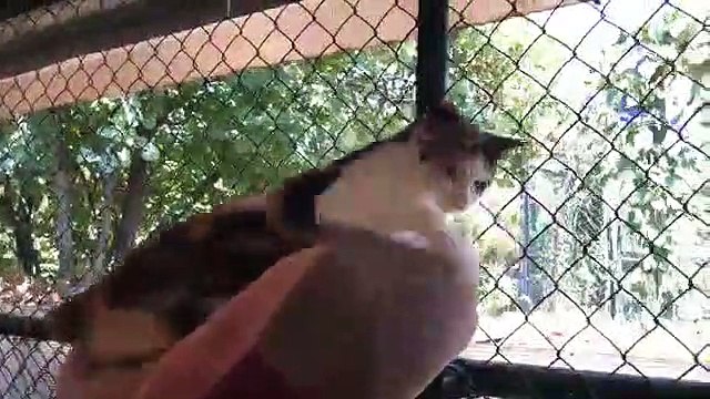 Salvini - Dal gattile del cimitero monumentale del Verano 1(17.07.19)