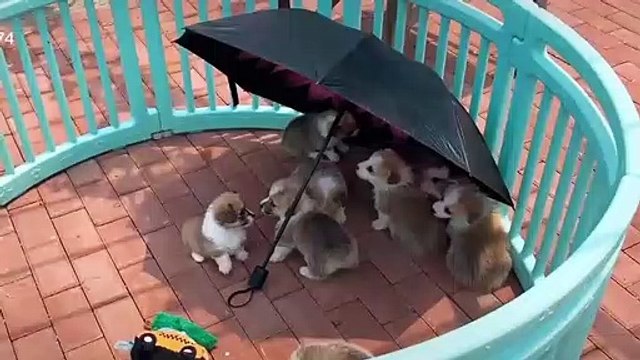 Cute Corgi Puppy Videos - Corgi Puppies Running In Slow Motion - Funny Videos Of Puppies And Dogs