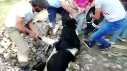 MERSİN KUYUYA DÜŞEN DANAYI İTFAİYE KURTARDI