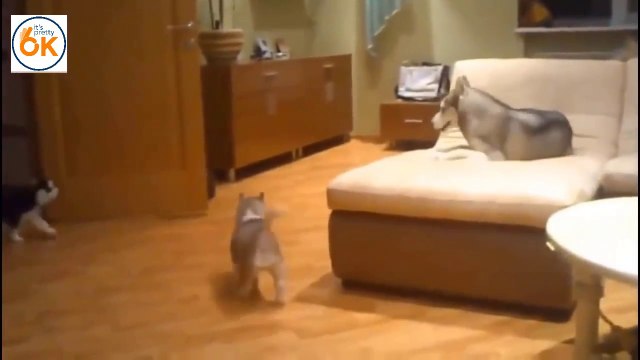 Cute dog - Puppies playing great fun with big dogs - Funny Dogs