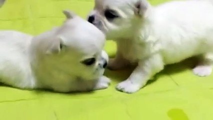 서귀포출장안마 -후불100%ョØ7ØS7333S9649｛카톡LGT010｝ 서귀포전지역출장안마 서귀포오피걸 서귀포출장마사지 서귀포안마 서귀포출장마사지 서귀포콜걸샵ゼソゾ