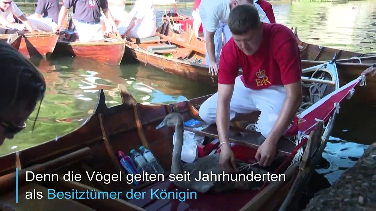 In Windsor werden die Schwäne gezählt
