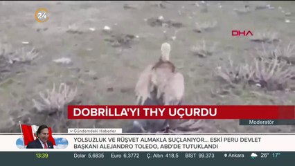 Kızıl Akbaba Dobrilla evine döndü