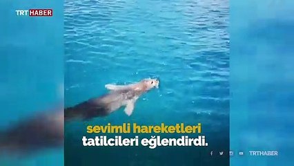 Teknedekilerin sevimli yol arkadaşı Akdeniz foku