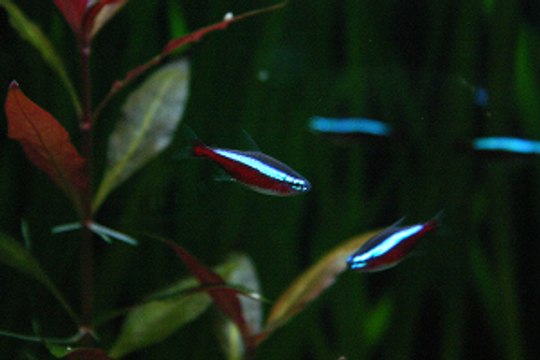 The best Freshwater Fishes for your Home Aquarium