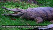 Na Austrália, uma píton gigante é observada ao engolir um crocodilo inteiro