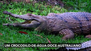 Na Austrália, uma píton gigante é observada ao engolir um crocodilo inteiro