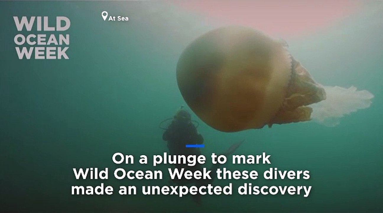 1,5m große Qualle begeistert Taucher im Ärmelkanal