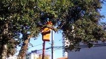 Servidores da Prefeitura fazem poda de árvores na Rua Afonso Pena