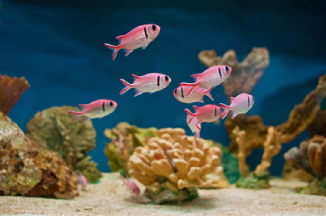 How to take care of your aquarium?