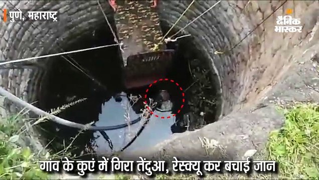 गांव में घूमते-घूमते कुएं में गिरा तेंदुआ, रेस्क्यू ऑपरेशन कर बचाई गई जान