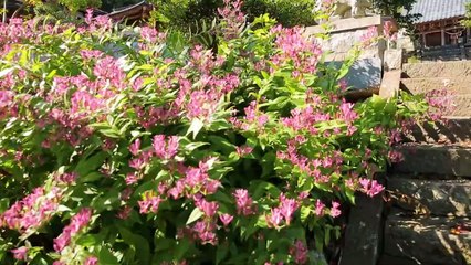 Hidetaka Kano's Hometown Mt. Shibata Shrine and Miyata Centaur