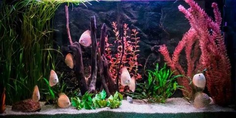 The Different Types of Aquarium