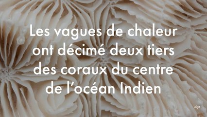 Les vagues de chaleur ont décimé deux tiers des coraux du centre de l’océan Indien