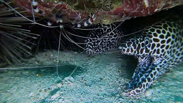 Pair of Moray Eels Smile Under the Sea