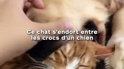 Ce chat s’endort entre les crocs d’un chien !