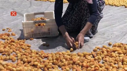 Gündüz kayısı topluyor, akşam antrenman yapıyor