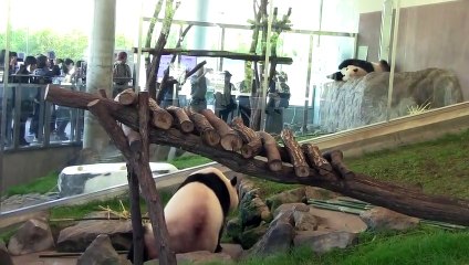 パンダが歩き回って