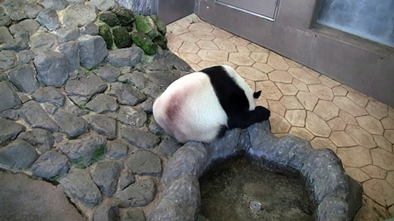 パンダが眠るとき