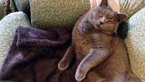 Coconut. Blue British Shorthair (11 months). Impersonating my way of laying on the sofa --)