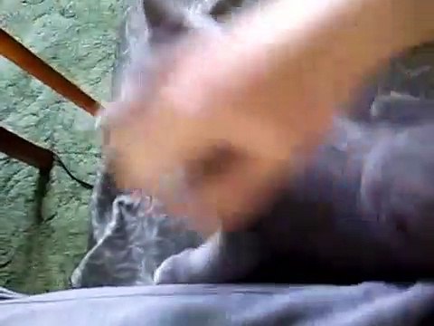 Coconut. Blue British Shorthair kitten(3 months)