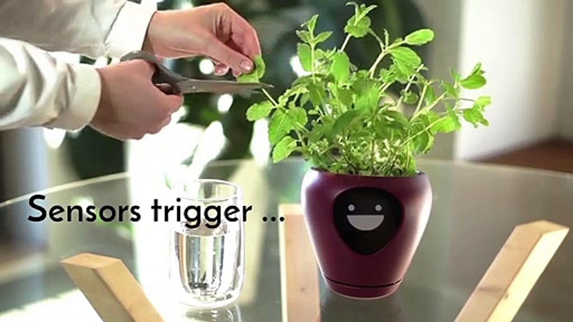 Lua, le smart pot qui affiche l'humeur de vos plantes ! - Vidéo Dailymotion