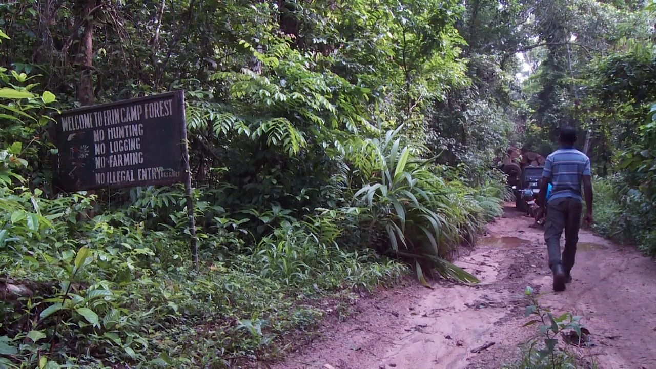 Seltene Riesen: Schutz für Waldelefanten