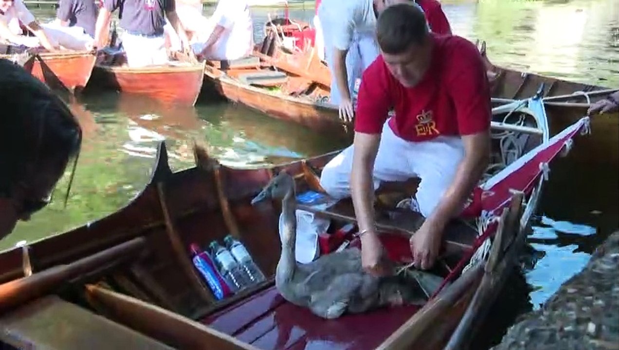 British crown counts its swans on the Thames
