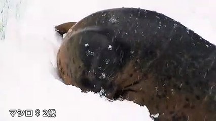 Spotted Seal　is enjoying snow