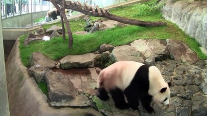 パンダが人に話しかける