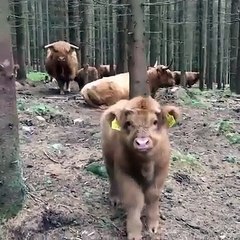 Cette vache joufflue est trop belle. Admirez !