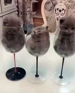 Ces chatons sont entrés dans des coupes de champagnes et ne peuvent plus sortir. Hilarant !