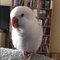 Parrot Sings His Version of Popular Kids' Song
