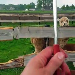 Ce bébé alpaga se fait aider pendant la pluie. Adorable !