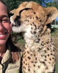 Ce guépard donne des bisous à sa maîtresse. Trop cute !