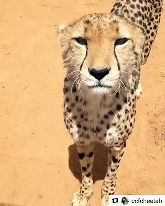Ce guépard miaule comme un chat. Ecoutez !