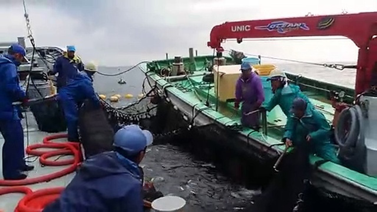 九鬼定置漁業の水揚げpart.2