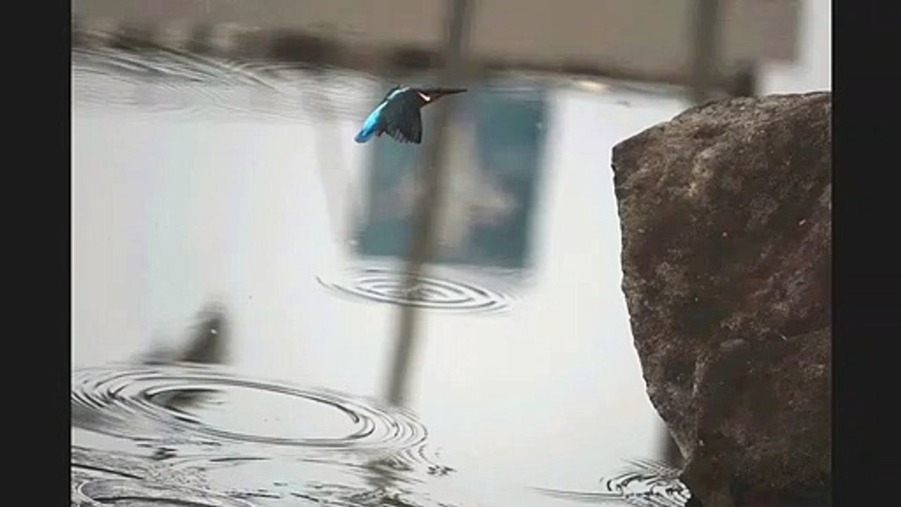 翠鳥飛舞
