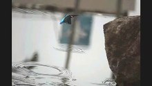 翠鳥飛舞