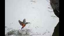 翠鳥捕魚一瞬間