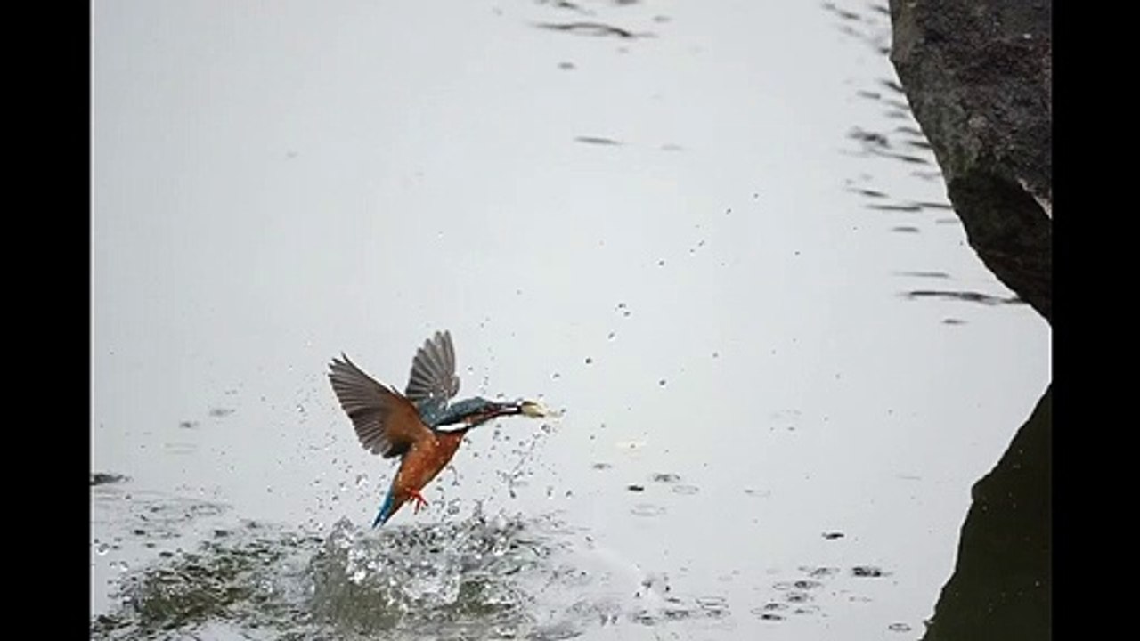 翠鳥捕魚一瞬間
