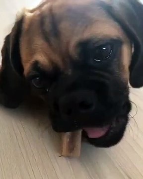 Ce bébé bulldog adore macher des bonbons. Regardez !